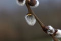 Closeup shot of a willow branch with white fluffy buds Royalty Free Stock Photo