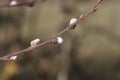 Closeup shot of a willow branch with white fluffy buds Royalty Free Stock Photo