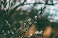 Closeup shot of willow plants in a garden