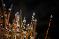 Closeup shot of willow tree branches with buds on a dark background Royalty Free Stock Photo