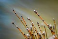 Closeup shot of willow tree branches with buds on a green background Royalty Free Stock Photo