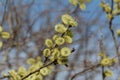 Closeup shot of willow tree buds on a branch Royalty Free Stock Photo