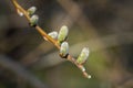 Closeup shot of willow tree buds Royalty Free Stock Photo
