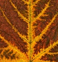 Closeup shot of a wilted leaf texture