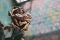 Closeup shot of a wilted pink rose with a blurry background