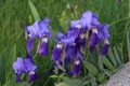 Closeup shot of wilting purple flowers