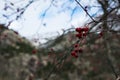 Closeup shot of a winterberry tree branch on a blurred background