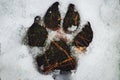 Closeup shot of a wolf footprint on a snowy ground