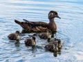 Closeup shot of a Wood Duck hen with her chicks swimming in the water