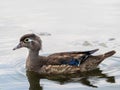 Closeup shot of a Wood Duck hen swimming in the water Royalty Free Stock Photo