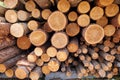 A closeup shot of wood logs stacked in a pile, pine logs of various sizes, background texture Royalty Free Stock Photo
