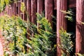 Closeup shot of a wooden fence with pine tree branches Royalty Free Stock Photo