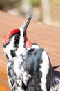 Closeup shot of the woodpecker perched on a wooden deck with a blurred background Royalty Free Stock Photo