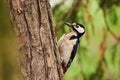 Closeup shot of a woodpecker perched on a wooden tree trunk in a forest in daylight Royalty Free Stock Photo