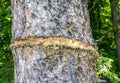 Closeup shot of a wounded stem of a tree in a forest