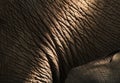 Closeup shot of the wrinkly skin of a large animal