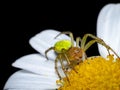 Closeup shot of a "Araniella opisthographa" spider on a camomile flower