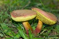 Closeup shot of the Xerocomus mushrooms in the wild