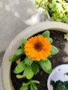 Closeup shot of the yallow flower