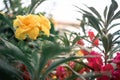 Closeup shot of yellow balsams blossoming in the garden