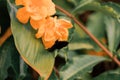 Closeup shot of yellow balsams blossoming in the garden Royalty Free Stock Photo