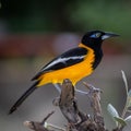 Closeup shot of a yellow black bird perching on a branch Royalty Free Stock Photo