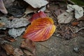 Closeup shot of a yellow brown autumn leaf on a forest floor Royalty Free Stock Photo