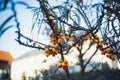 Closeup shot of yellow buckthorn berries on a tree in a park