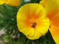 Closeup shot of a yellow California poppy with a bee on it Royalty Free Stock Photo