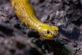 Closeup shot of yellow Cape Cobra (Naja nivea) Royalty Free Stock Photo