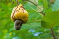 Closeup shot of yellow cashew nut on a tree surrounded by leaves