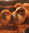 Closeup shot of yellow chicks feeling scared Royalty Free Stock Photo