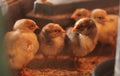 Closeup shot of yellow chicks feeling scared Royalty Free Stock Photo