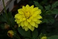 Closeup shot of yellow color Dalia flower In the park. Royalty Free Stock Photo