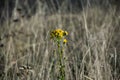 Closeup shot of yellow common groundsel flowers