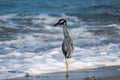 Closeup shot of a yellow-crowned night heron near the water Royalty Free Stock Photo