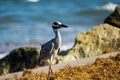 Closeup shot of a yellow-crowned night heron near the water Royalty Free Stock Photo