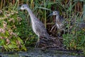 Closeup shot of a yellow-crowned night heron near the water Royalty Free Stock Photo