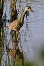 Closeup shot of a Yellow-crowned night heron standing in a shallow pond, outdoors Royalty Free Stock Photo