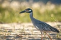 Closeup shot of a Yellow-crowned night heron standing on the shore against the green plants Royalty Free Stock Photo