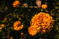 Closeup shot of yellow flowers in Cullman Alabama Royalty Free Stock Photo