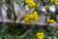 Closeup shot of yellow cute Jasmine flowers on the tree Royalty Free Stock Photo