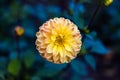 Closeup shot of a yellow dahlia explosion flower in a garden