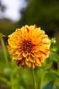 Closeup shot of a yellow dahlia explosion flower in a garden