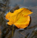 Closeup shot of a yellow dry leaf on a water Royalty Free Stock Photo