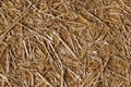 Closeup shot of the yellow dry straw background Royalty Free Stock Photo