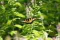 Closeup shot of a yellow eastern tiger swallowtail butterfly on a green plant Royalty Free Stock Photo