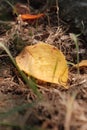 Closeup shot of the yellow fallen leaf on the ground in autumn Royalty Free Stock Photo