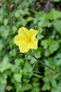 Closeup shot of a yellow flax flower (Linum flavum) with green leaves on the blurred background Royalty Free Stock Photo