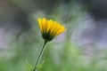 Closeup shot of a yellow flower with a blurred background Royalty Free Stock Photo